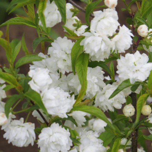 Саджанці сакури Альба Плена (привитий) Саджанці сакури Альба Плена (привитий)