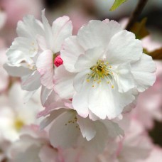Саджанці сакури Біла (привитий) Саджанці сакури Біла (привитий)