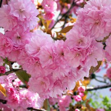 Саджанці сакури Канзан (привитий)