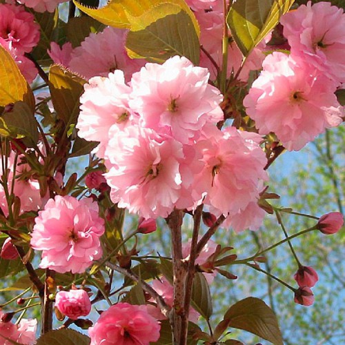 Саджанці сакури Рожева (привитий) Саджанці сакури Рожева (привитий)