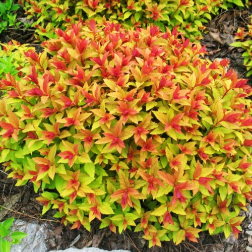 Саджанці японської спіреї Голд Флейм (черенкований) Саджанці японської спіреї Голд Флейм (черенкований)