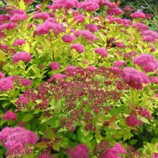 Саджанці спіреї Голден Принцес (черенкований)