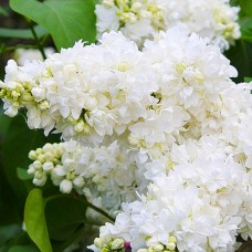 Саджанці бузку Аліса Хардінг (привитий)