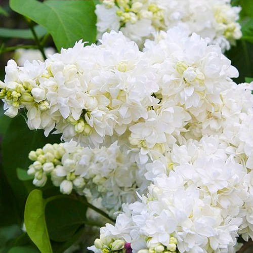 Саджанці бузку Аліса Хардінг (привитий) Саджанці бузку Аліса Хардінг (привитий)