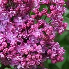 Саджанці бузку Богдан Хмельницький (привитий)