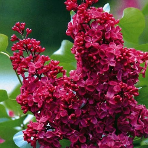 Саджанці бузку Червона Мрія (привитий) Саджанці бузку Червона Мрія (привитий)