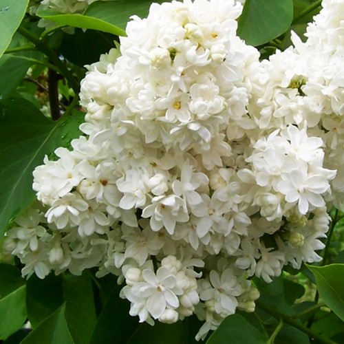 Саджанці бузку Монблан (привитий) Саджанці бузку Монблан (привитий)