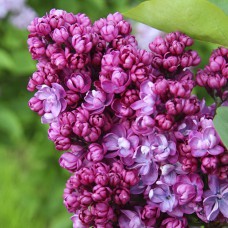 Саджанці бузку Прапор Леніна (привитий)