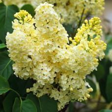 Саджанці бузку Примроуз (привитий)