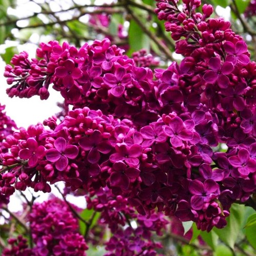 Саджанці бузку Шарль Жолі (привитий) Саджанці бузку Шарль Жолі (привитий)