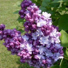 Саджанці бузку Тарас Бульба (привитий)