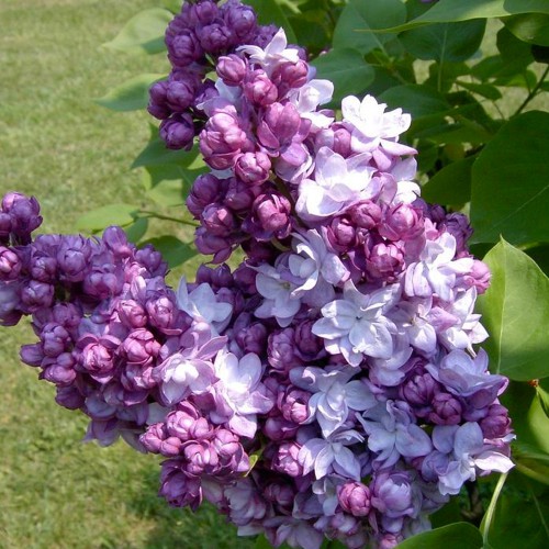 Саджанці бузку Тарас Бульба (привитий) Саджанці бузку Тарас Бульба (привитий)