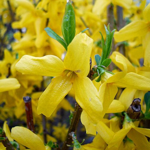 Саджанці форзиції Європейська (черенкований)