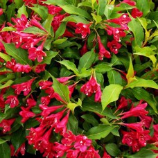 Саджанці вейгели Червоної (черенкований)