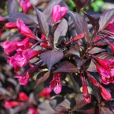 Саджанці вейгели Олександра (черенкований)