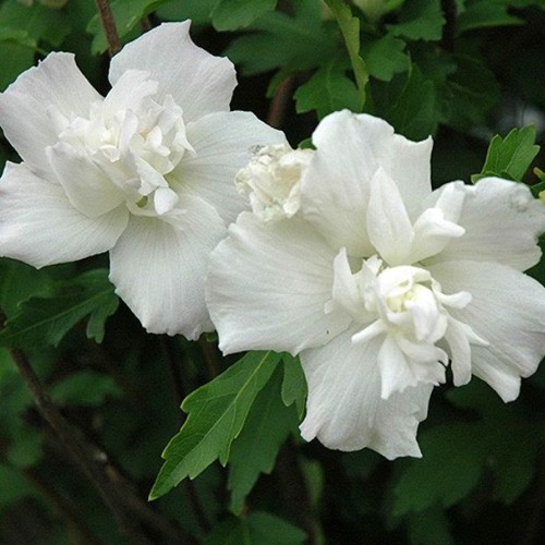 Саджанці гібіскусу Білий Шифон (черенкований) Саджанці гібіскусу Білий Шифон (черенкований)