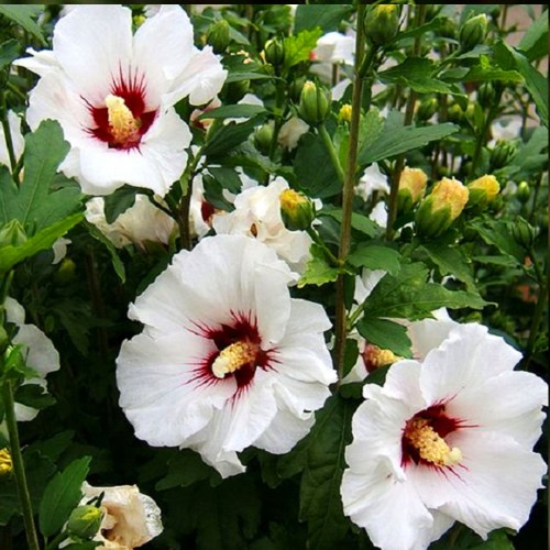 Саджанці гібіскусу Сирійський Білий (черенкований) Саджанці гібіскусу Сирійський Білий (черенкований)