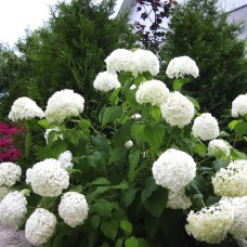 Саджанці гортензії Annabelle (черенкований)