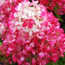 Саджанці гортензії Даймонд Руж (волотиста) (черенкований)