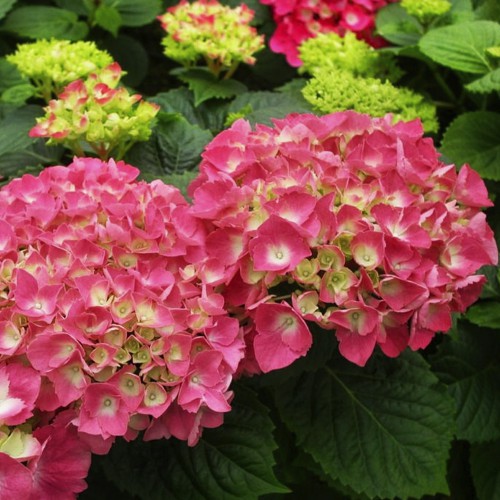 Саджанці гортензії Freudenstein (черенкований)