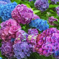 Саджанці гортензії Хамелеон (черенкований)