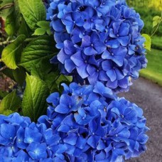 Саджанці гортензії Nikko Blue (черенкований)