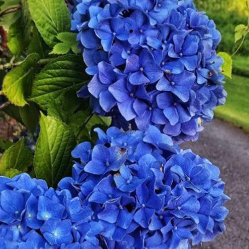 Саджанці гортензії Nikko Blue (черенкований)