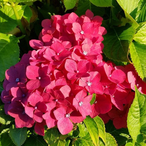 Саджанці гортензії Saxon Rathen (черенкований) Саджанці гортензії Saxon Rathen (черенкований)