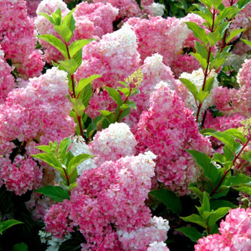 Саджанці гортензії Ванілла Фрайз (волотиста) (черенкований) Саджанці гортензії Ванілла Фрайз (волотиста) (черенкований)