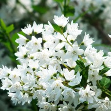 Саджанці дейції Витончена (черенкований)