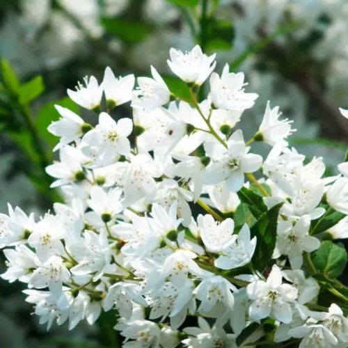 Саджанці дейції Витончена (черенкований)