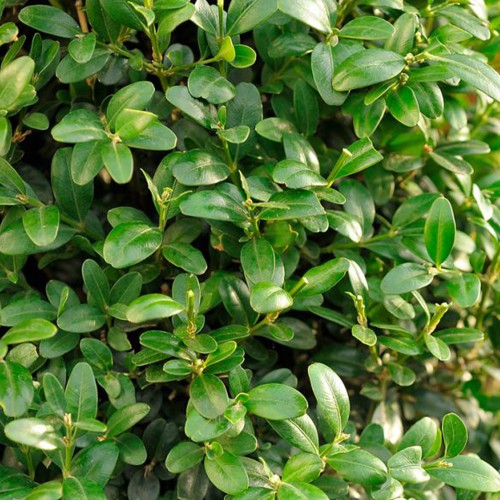 Саджанці самшита Жива Огорожа (черенкований) Саджанці самшита Жива Огорожа (черенкований)