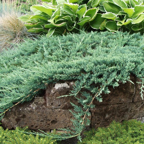 Саджанці ялівцю Хаггіс