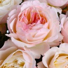 Саджанці англійських піоноподібних троянд Кейра