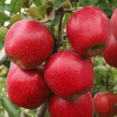 Саджанці яблуні Діскавері - 1-річний