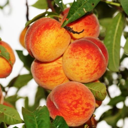 Живці персика Золото України (5 штук) Живці персика Золото України (5 штук)