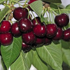 Живці черешні Наполеон (5 штук)