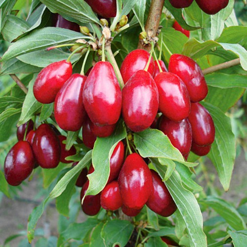 Живці кизилу Елегантний (5 штук)