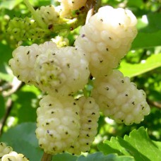 Живці шовковиці Біла Леді (5 штук)