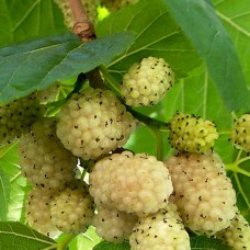 Живці шовковиці Біла Медова (5 штук)