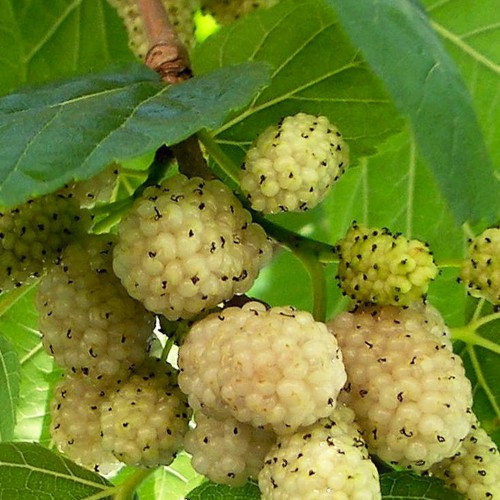 Живці шовковиці Біла Медова (5 штук)