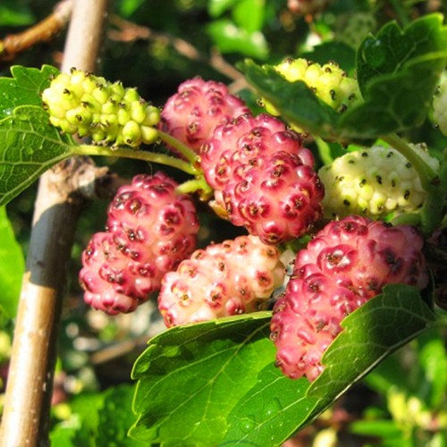 Живці шовковиці Рожева Принцеса (5 штук) Живці шовковиці Рожева Принцеса (5 штук)