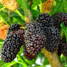 Живці шовковиці Шеллі (5 штук)