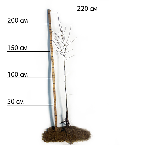 Саджанці аличі Обільна (привитий) - 2-річний