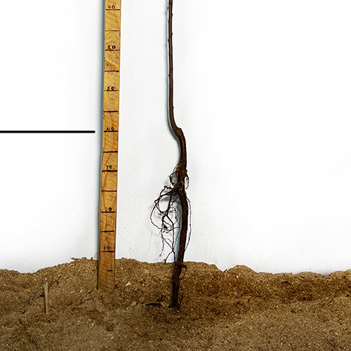 Саджанці аличі Обільна (привитий) - 1-річний