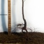 Саджанці нектарину Ванг-3 (привитий) - 2-річний