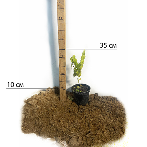 Саджанці зізіфуса Та-Ян-Цзао Саджанці зізіфуса Та-Ян-Цзао