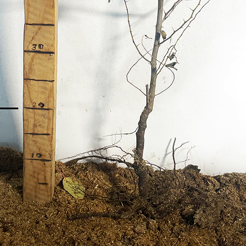 Саджанці зізіфуса Цукерковий Саджанці зізіфуса Цукерковий