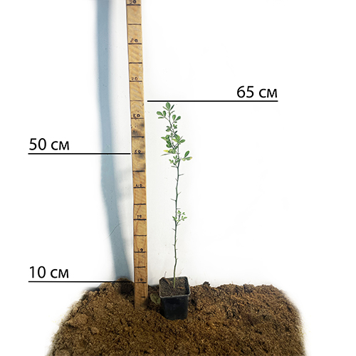 Саджанці лимона Понцирус Саджанці лимона Понцирус