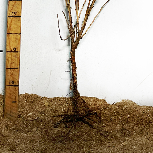 Саджанці агрусу Легендарний Саджанці агрусу Легендарний